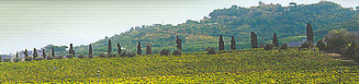 Vini italiani DOC e IGT del Lazio