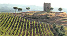 Tenuta di Colonna - Veduta del Colle della Pasolina