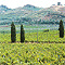 Veduta dei Vigneti e del Colle della Pasolina