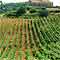 Veduta dei Vigneti e del Casale