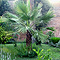 Vivaio di palme
