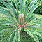 Vivaio di palme