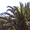 Vivaio di palme