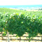 Tenuta di Cerveteri