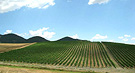 Azienda di Cerveteri - i Vigneti